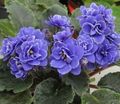 Photo Herbaceous Plant African violet Indoor Plants, House Flowers growing and characteristics