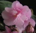 Photo Herbaceous Plant African violet Indoor Plants, House Flowers growing and characteristics