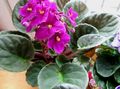 rosa Plantas de Interior, Casa de Flores African Violet planta herbácea, Saintpaulia características, foto