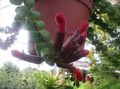 rojo Flores de salón Agapetes colgantes características, Foto