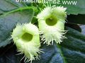 Photo Hanging Plant Alsobia Indoor Plants, House Flowers growing and characteristics