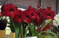 claret Indoor Plants, House Flowers Amaryllis herbaceous plant, Hippeastrum characteristics, Photo