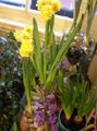 yellow Indoor Plants, House Flowers Amaryllis herbaceous plant, Hippeastrum characteristics, Photo