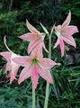 Photo Herbaceous Plant Amaryllis Indoor Plants, House Flowers growing and characteristics
