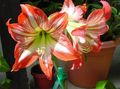 orange Indoor Plants, House Flowers Amaryllis herbaceous plant, Hippeastrum characteristics, Photo