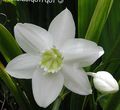 white Indoor Plants, House Flowers Amazon Lily herbaceous plant, Eucharis characteristics, Photo
