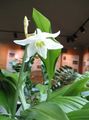 white Indoor Plants, House Flowers Amazon Lily herbaceous plant, Eucharis characteristics, Photo
