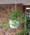 halványlila Ház Virágok Asystasia cserje jellemzők, fénykép