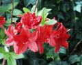red Indoor Plants, House Flowers Azaleas, Pinxterbloom shrub, Rhododendron characteristics, Photo
