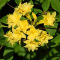yellow Indoor Plants, House Flowers Azaleas, Pinxterbloom shrub, Rhododendron characteristics, Photo