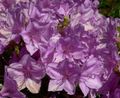 lilac Indoor Plants, House Flowers Azaleas, Pinxterbloom shrub, Rhododendron characteristics, Photo