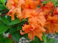 orange Indoor Plants, House Flowers Azaleas, Pinxterbloom shrub, Rhododendron characteristics, Photo
