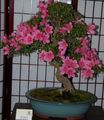 pink Indoor Plants, House Flowers Azaleas, Pinxterbloom shrub, Rhododendron characteristics, Photo