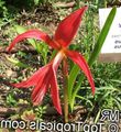 Foto Grasig Aztec Lilie, Jacobean Lilie, Orchidee Lilie Topfblumen wächst und Merkmale