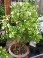 bela Sobne Rastline, Sobne cvetje Lubje Dreves, Oranžna Jessamine grmi, Murraya značilnosti, fotografija