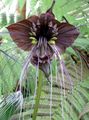 Foto Grasig Fledermauskopf Lilie, Bat Blume, Teufel Blume  wächst und Merkmale