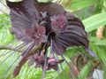bruin Bat Hoofd Lelie, Knuppel Bloem, Duivel Bloem kruidachtige plant, Tacca karakteristieken, foto
