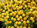 Foto Grasig Wulst-Anlage Topfblumen wächst und Merkmale