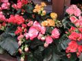 pink Indoor Plants, House Flowers Begonia herbaceous plant characteristics, Photo
