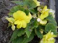 yellow Indoor Plants, House Flowers Begonia herbaceous plant characteristics, Photo
