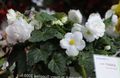 white Indoor Plants, House Flowers Begonia herbaceous plant characteristics, Photo