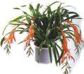 pink Indoor Plants, House Flowers Billbergia herbaceous plant characteristics, Photo
