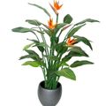 Photo Herbaceous Plant Bird of paradise, Crane Flower, Stelitzia  growing and characteristics
