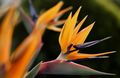 поморанџа Бирд Оф Парадисе, Кран Цвет, Стелитзиа травната, Strelitzia reginae карактеристике, фотографија