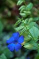 light blue Indoor Plants, House Flowers Black eye Susan liana, Thunbergia alata characteristics, Photo