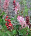 pembe Kapalı bitkiler, Evin çiçekler Bloodberry, Allık Bitki, Bebek Biber, Pigeonberry, Coralito çalı, Rivina özellikleri, fotoğraf