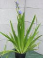 Photo Herbaceous Plant Blue Corn lily Indoor Plants, House Flowers growing and characteristics