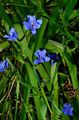 azzurro I fiori domestici Blu Giglio Mais erbacee, Aristea ecklonii caratteristiche, foto