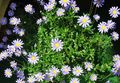 luz azul Plantas de Interior, Casa de Flores Blue Daisy planta herbácea, Felicia amelloides características, foto