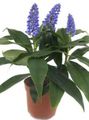 Photo Herbaceous Plant Blue Ginger Indoor Plants, House Flowers growing and characteristics