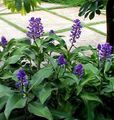 tamsiai mėlyna Vidinis augalai, Namas Gėlės Mėlyna Imbiero žolinis augalas, Dichorisandra charakteristikos, Nuotrauka