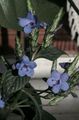 light blue Indoor Plants, House Flowers Blue sage, Blue eranthemum shrub characteristics, Photo