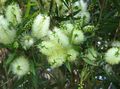 Foto Sträucher Bottlebrush Topfblumen wächst und Merkmale