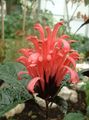 red Brazilian Plume, Flamingo Flower shrub, Jacobinia characteristics, Photo