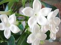 Foto Liane Brautstrauß, Madagaskar Jasmin, Wachsblume, Blume Chaplet, Floradora, Hawaiische Hochzeit Blume  wächst und Merkmale