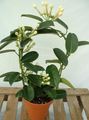 white Bridal Bouquet, Madagascar Jasmine, Wax flower, Chaplet flower, Floradora, Hawaiian Wedding flower liana, Stephanotis characteristics, Photo