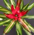 Photo Herbaceous Plant Bromeliad Indoor Plants, House Flowers growing and characteristics