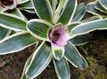 šeřík Pokojové květiny Bromeliad bylinné, Neoregelia charakteristiky, fotografie