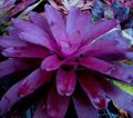 nachový Pokojové květiny Bromeliad bylinné, Neoregelia charakteristiky, fotografie