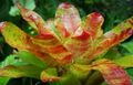 Foto Grasig Bromelie Topfblumen wächst und Merkmale