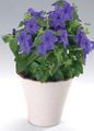 Photo Herbaceous Plant Browallia Indoor Plants, House Flowers growing and characteristics