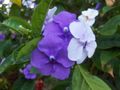 Photo Shrub Brunfelsia, Yesterday-Today-Tomorrow Indoor Plants, House Flowers growing and characteristics