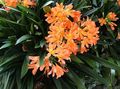 orange Indoor Plants, House Flowers Bush Lily, Boslelie herbaceous plant, Clivia characteristics, Photo