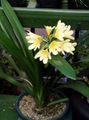 yellow Indoor Plants, House Flowers Bush Lily, Boslelie herbaceous plant, Clivia characteristics, Photo