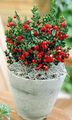 rouge des fleurs en pot Fragon des arbustes, Ruscus les caractéristiques, Photo