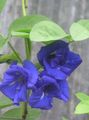 Photo Liana Butterfly Pea Indoor Plants, House Flowers growing and characteristics